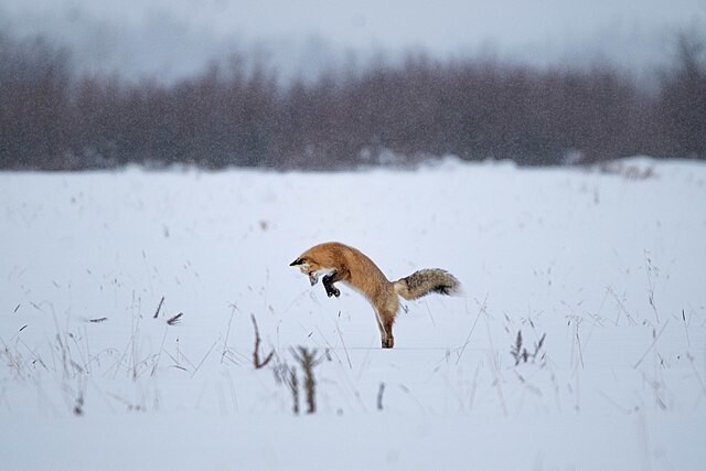 추운 지방에 사는 붉은여우와 북극여우의 독특한 사냥방식이 길고 좁은 주둥이 덕분이라는 연구가 나왔다. 위키피디아코먼스
