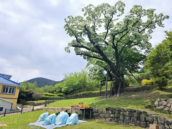 지난 4월 30일 김해시 주촌면 천곡리에서 이팝나무 마을 동제를 열어 권종학 주촌면장, 어영철 이장을 비롯한 마을 주민들이 제관을 맡아 예를 올리고 내빈들이 차례로 절을 하며 한 해 풍년과 주민 화합을 기원했다. /김해시