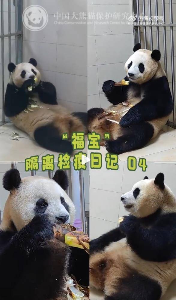 [중국판다보호연구센터 웨이보 캡처]