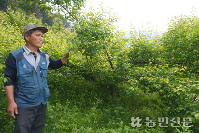 전남 광양시 다압면의 한 매실 농장에서 농장주 김동환씨가 매실나무를 살펴보고 있다. 냉해 때문에 열매가 눈으로 샐수 있을 정도로 적다.