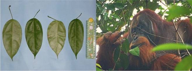 인도네시아 전통 약용식물 ‘아카르 쿠닝’의 잎(왼쪽)과 라쿠스가 아카르 쿠닝 잎을 먹고 있는 모습. 이사벨 라우머/사이언티픽 리포트 제공