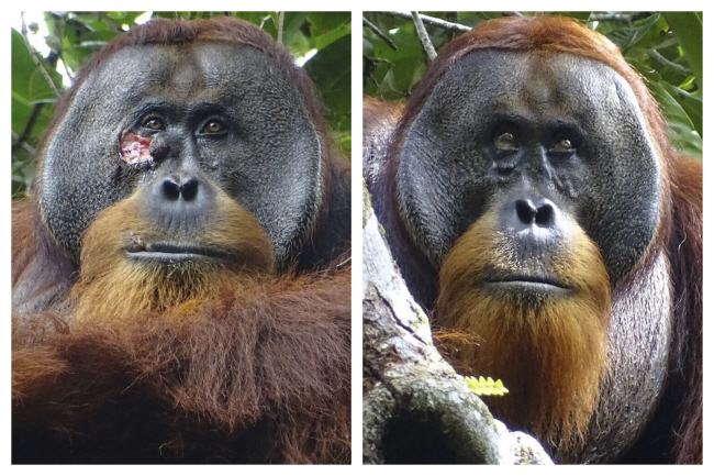 약초로 얼굴 상처를 치료하기 전(왼쪽)과 후의 수마트라 오랑우탄 ‘라쿠스’.