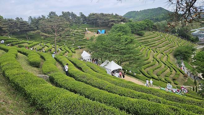 보성녹차다향대축제 4~7일 열려.싱그런 녹차밭