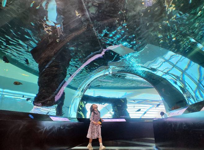 부산 영도구 국립해양박물관에서 지난 2일 한 여자 어린이가 터널 수족관에 떠다니는 가오리와 물고기 떼를 구경하고 있다. /박소정 기자