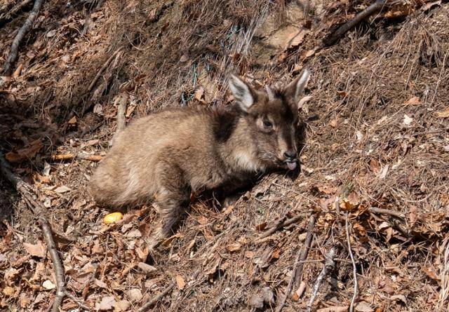 설악산국립공원 도로 옆에 탈진해 있는 산양. 국립공원을지키는시민의모임 제공