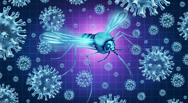 모기에 물려 감염되는 말라리아가 텔로미어 길이를 단축시키는 것으로 나타났다. wildpixel/게티이미지뱅크 제공.