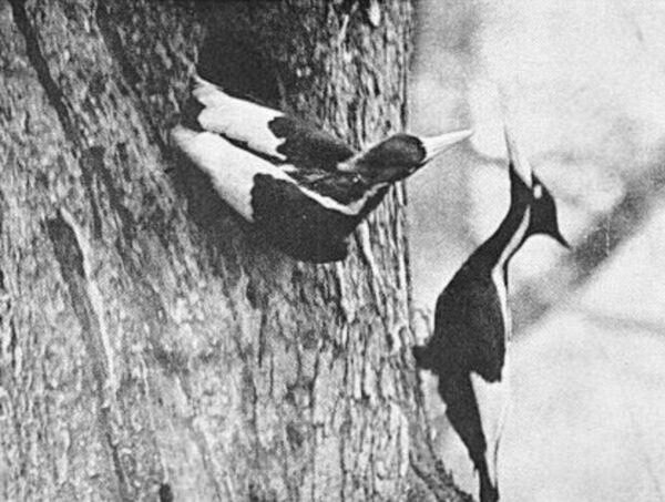 암컷이 돌아오면 수컷이 나가는 식으로 흰부리딱따구리는 둥지를 지킨다. 1935년 4월 미국 루이지애나주 싱어 트랙트에서 아서 앨런이 찍었다. 위키미디어코먼스