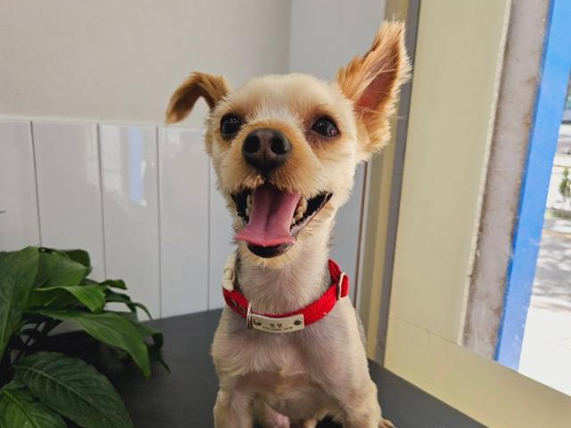 입양 갔다 2년 만에 제주의 한 길거리에서 발견된 요크셔테리어 '욜로'가 서울의 보호소로 올라온 뒤 안정을 찾아가고 있다. 동물과함께행복한세상 제공