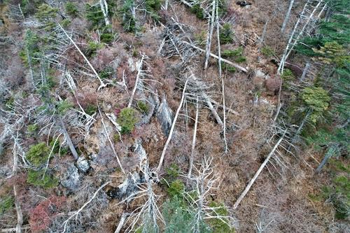 2022년 녹색연합 공개 지리산 반야봉 주변에 죽은 구상나무가 쓰러져 있는 모습 [녹색연합 제공. 재판매 및 DB 금지]