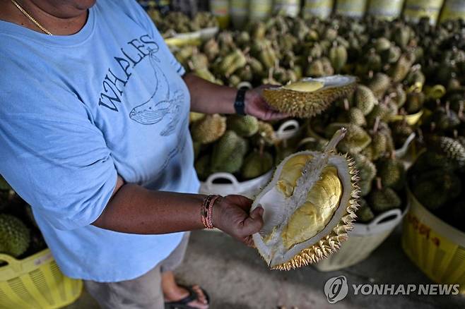 폭염으로 고통받는 태국 두리안 농가 [AFP 연합뉴스 자료사진. 재판매 및 DB 금지]