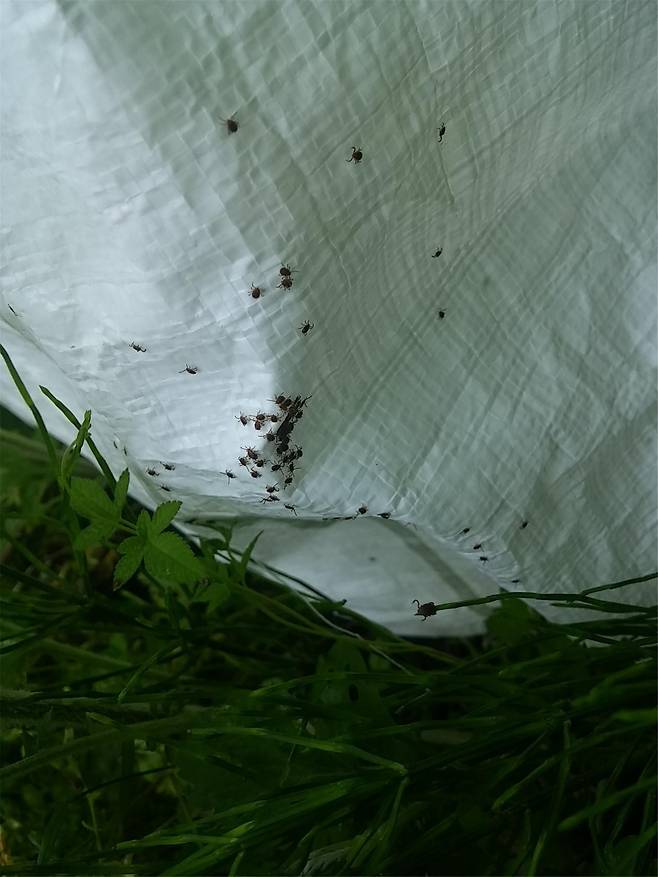 전북 지역에서 채집한 야생 참진드기. 질병관리청은 지난달 국내에서 채집된 SFTS 매개 참진드기가 최근 5년 사이 가장 큰 규모를 나타냈다고 밝혔다./뉴스1