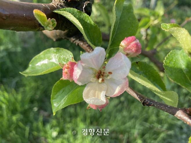 지난해 봄 냉해 피해를 입어 열매를 맺지 못하게 된 사과꽃. 암술이 죽어서 갈변돼있다. | 마용운씨 제공