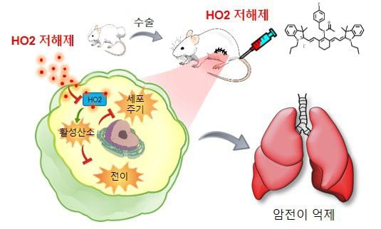 암 전이 억제제 타이니어(TiNIR)의 작동 메커니즘. 타이니어가 HO2의 발현을 저해하면 활성산소가 발생해 암세포의 세포 주기와 이동을 억제한다./KBSI