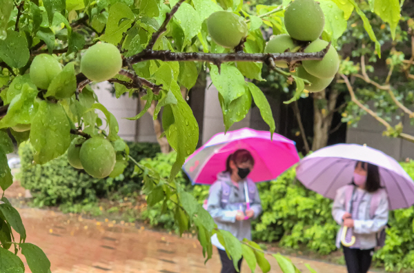 매실나무 아래로 우산을 쓴 어린이들이 등교하고  있다. / 김동하 기자