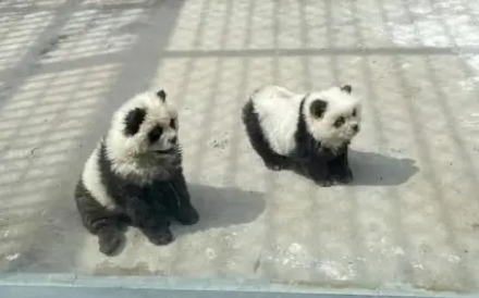 중국의 한 동물원이 전 세계에서 사랑받는 동물 판다를 ‘본딴’ 일명 ‘판다견’을 공개했다