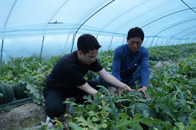 신한솔 롯데마트 과일팀 MD가 함안 수박 농가에서 조대래 농장주와 수박을 살펴보고 있다. 사진 제공=롯데마트