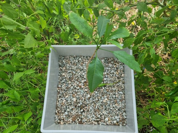 박남준 시인이 화분에 심어서 자라고 있는 어린 바오밥 나무 ‘바오’. 박남준 제공