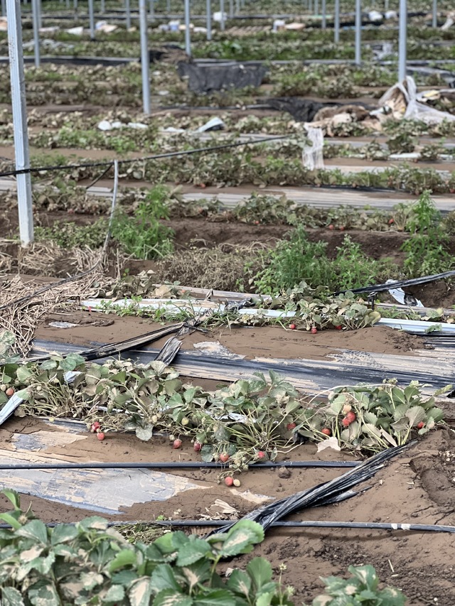 침수 피해를 본 양산마을의 한 딸기 비닐하우스에 진흙탕물을 뒤집어 쓴 딸기와 농기자재가 뒤엉켜 나뒹굴고 있다.