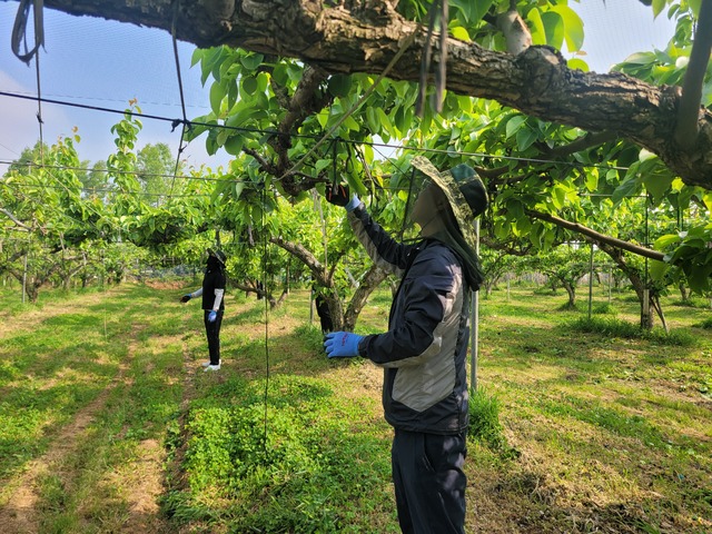 충남 논산계룡농협 직원들이 2일 지역의 배 농가에서 열매솎기 작업을 돕고 있다.
