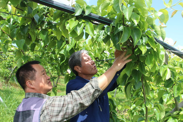 안창현 경북 상주 사벌농협 조합장(오른쪽)과 배 농가 김석일씨가 과원에서 흑성병 감염 열매를 확인하고 있다.