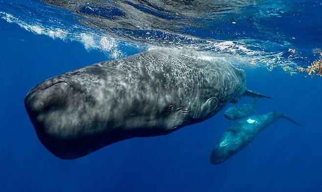 향유고래 향유고래는 지구상에 존재한 동물 중 뇌가 가장 큰 동물이다. 향유고래가 복잡한 협동 행동을 할 수 있으면서도 의사소통 체계는 매우 단순해 보인다는 점은 연구자들에게 수수께끼로 남아 있다. [Amanda Cotton and Project CETI 제공. 재판매 및 DB 금지]