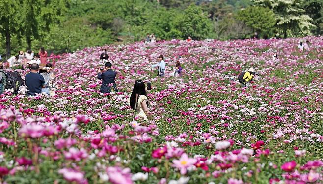 전북자치도 임실군 옥정호에 5월을 대표하는 작약꽃이 개화를 시작하면서 환상적 경관을 보기 위한 관광객들이 몰리고 있다.(임실군제공)2024.5.9/뉴스1 ⓒ News1 김동규 기자