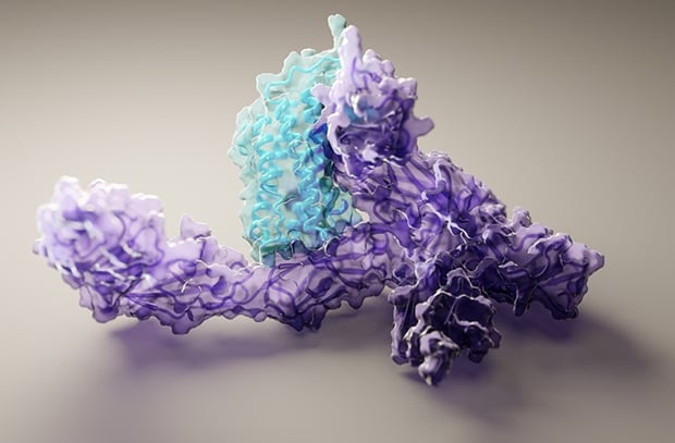 로제타폴드로 예측한 단백질 IL-12와 수용체가 결합한 구조. /Ian Haydon/Institute for Protein Design
