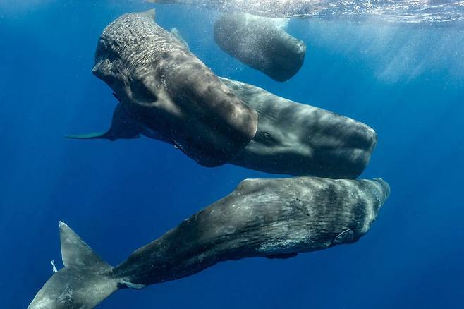 카브리해의 향유고래들. 동료에게 딸깍 소리를 내 의사소통을 한다. 과학자들이 고래가 내는 소리에서 알파벳 역할을 하는 기본음을 찾아냈다./CETI