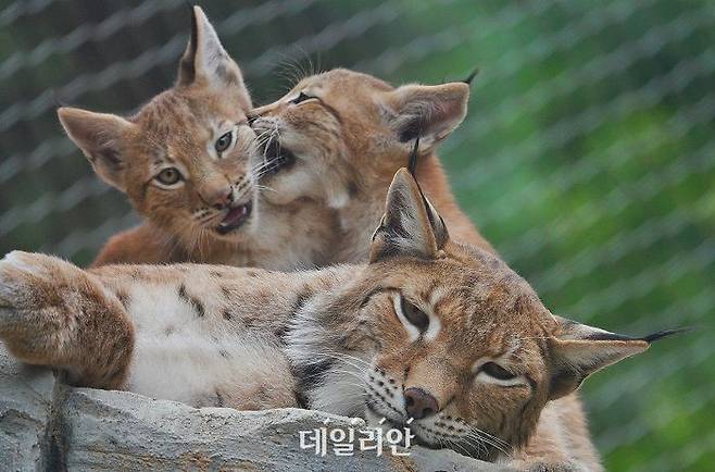 2019년 충북 청주동물원에서 멸종위기 스라소니가 출산한 새끼 3마리가 한가로이 노닐고 있다. ⓒ뉴시스