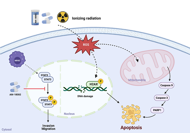 ‘안민데놀 A 유도체 약물(AM-18002)’의 세포 사멸에 관여하는 신호전달 모식도. 그래픽=동남권원자력의학원 제공