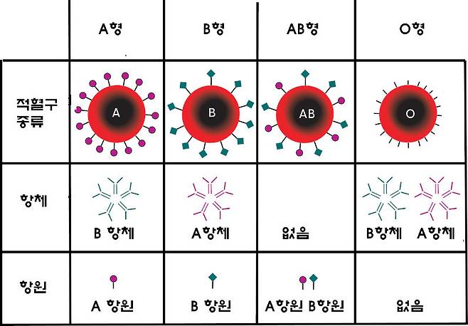 혈액형별 적혈구 종류와 항체 및 항원 유무. 위키미디어 코먼스
