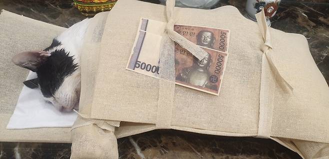 전국에서 산발적으로 발생하고 있는 고양이 급성 신경·근육병증으로 사망한 고양이 ‘하늘이’. 하늘이는 발병 이틀 만에 세상을 떠났다. 서아무개씨 제공