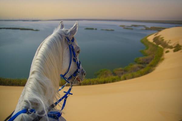 서울 면적(약 605.21㎢)의 1/3에 달하는 알아흐사 오아시스 / 사우디관광청&nbsp;