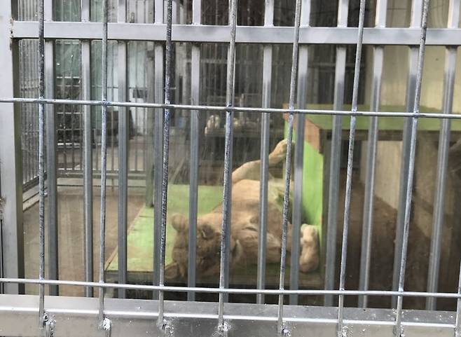 이동식 동물원 업체 실내사육장에 사자 한 마리가 누워있다. 해당 업체는 폐업했고 사자도 폐사한 것으로 전해졌다. /동물복지문제연구소 어웨어