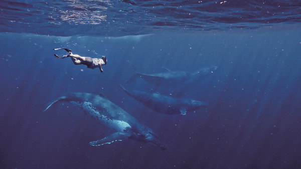 혹등고래의 아름다움을 보기 위해 다가가는 임완호 수중 촬영감독. 아트레이크 사진 제공