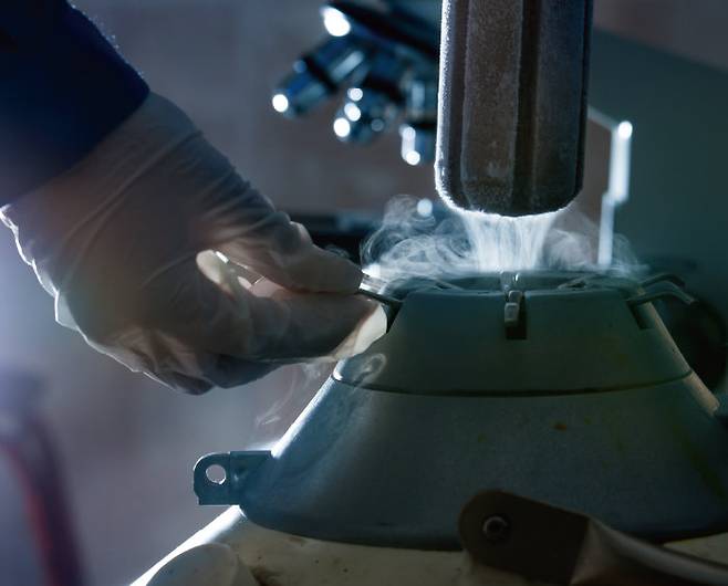 배아를 동결하고 있다. [Gettyimage]