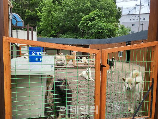 유기견숲 모습(사진=박지애 기자)