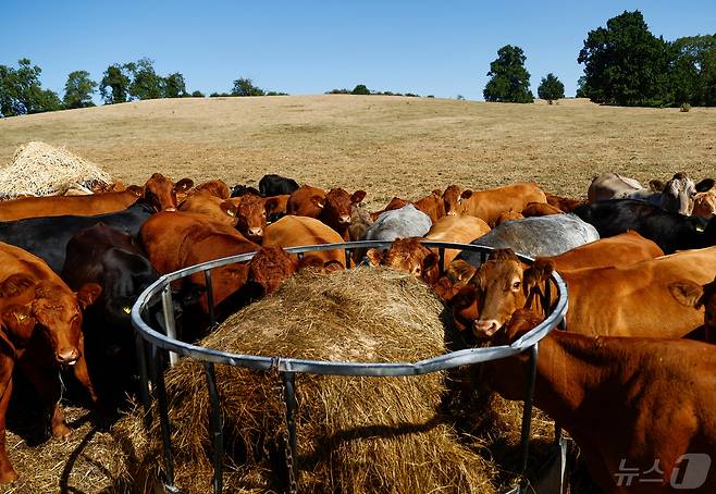 영국 노샘프턴 하폴의 농장에서 소들이 건초를 먹고 있다. 2022.08.10/ ⓒ 로이터=뉴스1 ⓒ News1 권진영 기자