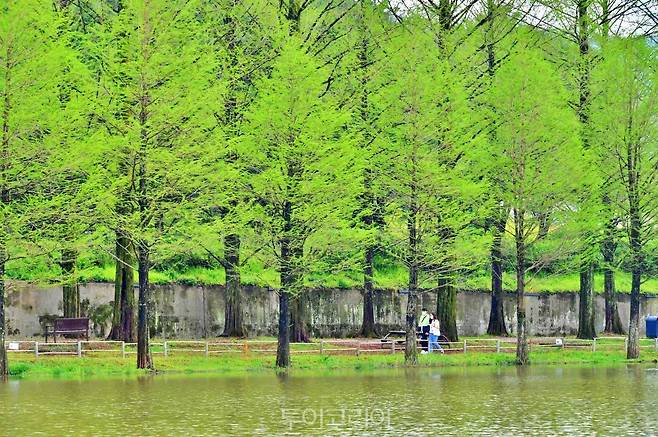 담양 메타세쿼이아길