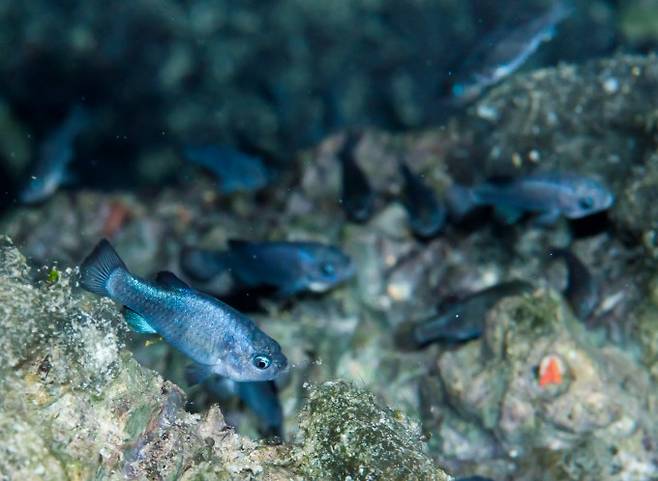 데블스 홀 펍피시(학명 Cyprinodon diabolis)는 몸길이 평균 2cm 정도의 작은 물고기다. 서식지가 특이하고 불안정해 멸종위기에 처해 있다. 미국 국립공원관리청(NPS) 제공