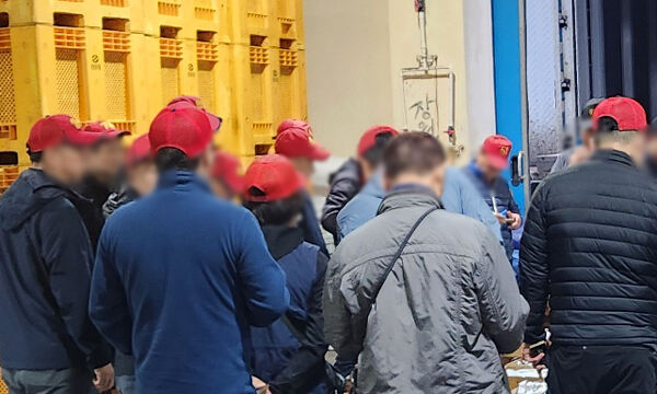 지난 3일 제주 성산포항 위판장에서 빨간 모자를 쓴 중도매인들이 둘러서서 경매에 참여하고 있다. 경매사가 가운데 서서 경매를 진행한다.