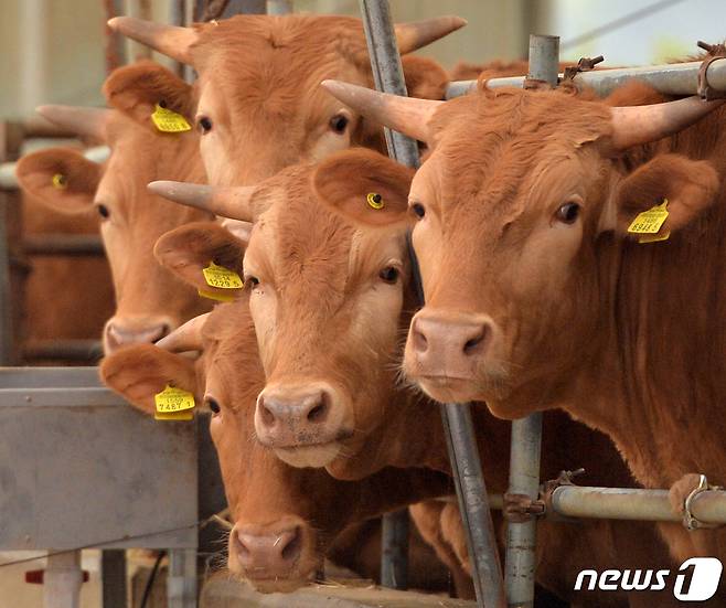 경북 포항시 남구 연일읍에 있는 한우농장에서 소들이 농장 밖 소식에 귀기울이고 있다. 2022.4.13/뉴스1 ⓒ News1 최창호 기자