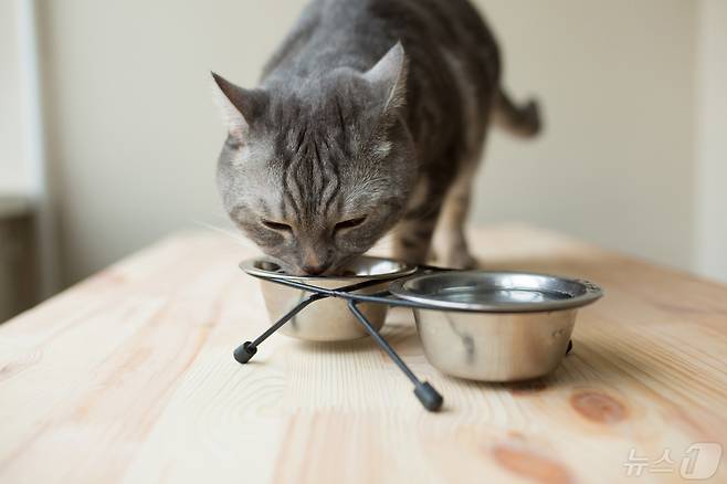 사료 먹는 고양이(사진 이미지투데이) ⓒ 뉴스1