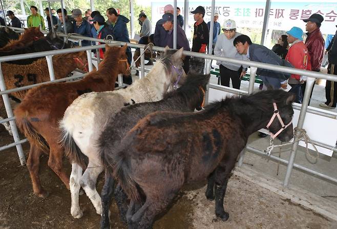 첫 경매에 상장된 순수 혈통 제주마 (서귀포=연합뉴스) 지난 2013년 10월 15일 오후 제주도 서귀포시축협 가축시장에서 사상 처음 일반 농가를 대상으로 제주도축산진흥원이 자체 생산한 순수 혈통 제주마 50마리에 대한 경매를 시행했다. [연합뉴스 자료사진]