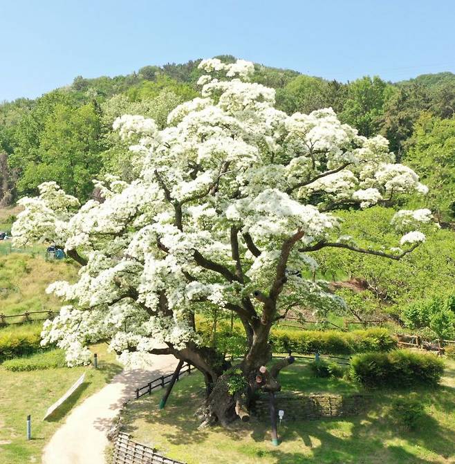 천연기념물 307호 경남 김해시 주촌면 천곡리 이팝나무. [사진제공=김해시청]