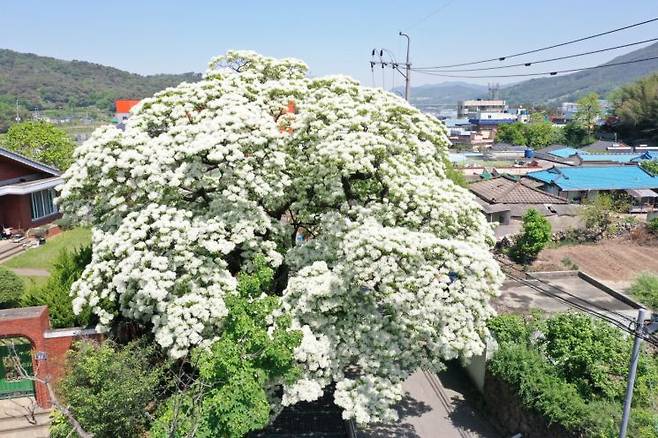 천연기념물 185호 경남 김해시 한림면 신천리 이팝나무. [사진제공=김해시청]