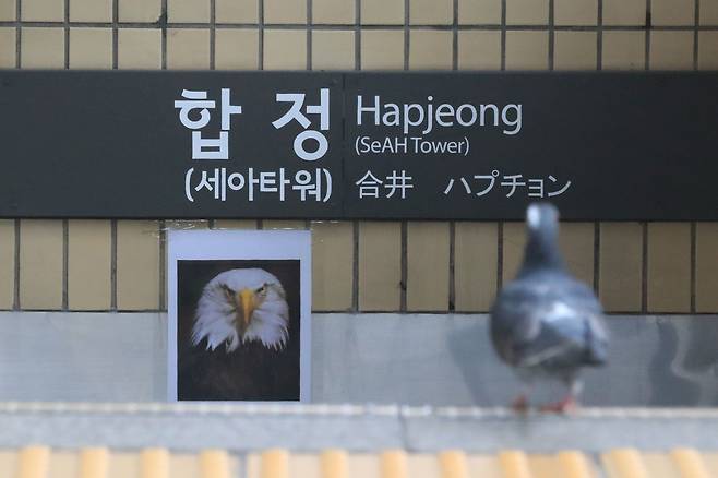 지난 1월 서울 지하철 2호선 합정역 출입구 벽면에 흰머리독수리 사진이 걸려 있다. 비둘기가 역사 내로 진입하는 민원이 잇따르자 역 관계자가 맹금류 사진을 부착했다. /장련성 기자