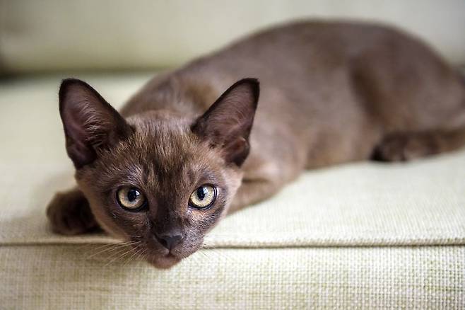 버미즈 고양이(Burmese cat)가 집고양이 가운데 기대수명이 14.4년으로 가장 높은 것으로 나타났다. 집고양이 평균 기대수명은 11.7년이었다./Wikipedia