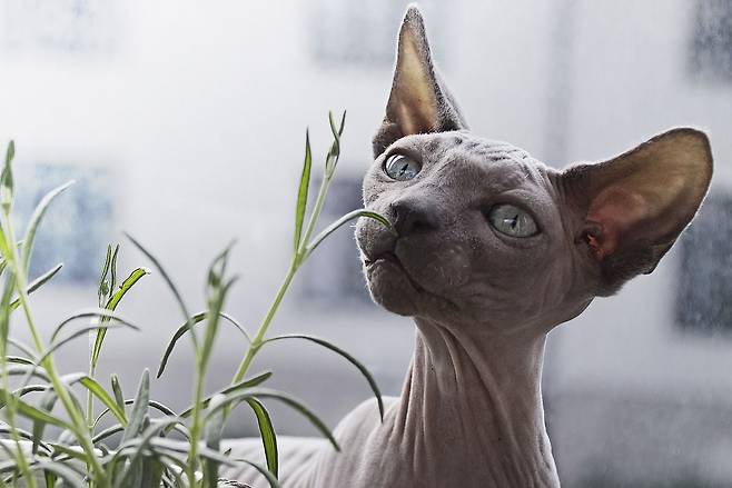 털이 없는 돌연변이를 골라 교배한 스핑크스 고양이가 기대수명이 6.7년으로 가장 짧았다. 집고양이 평균 기대수명은 11.7년이었다./pixabay