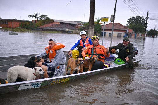 구조대원들이 보트를 이용해 구조된 개들 중 일부를 안전지대로 옮기고 있습니다. EPA 연합뉴스